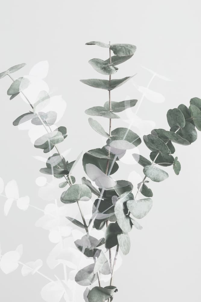 Ethereal Eucalyptus Branches by Pictufy Studio III — canvas wall art