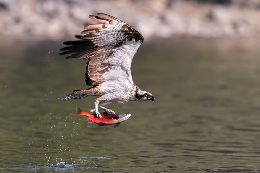 Osprey Catches Fish by Jun Zuo — canvas wall art