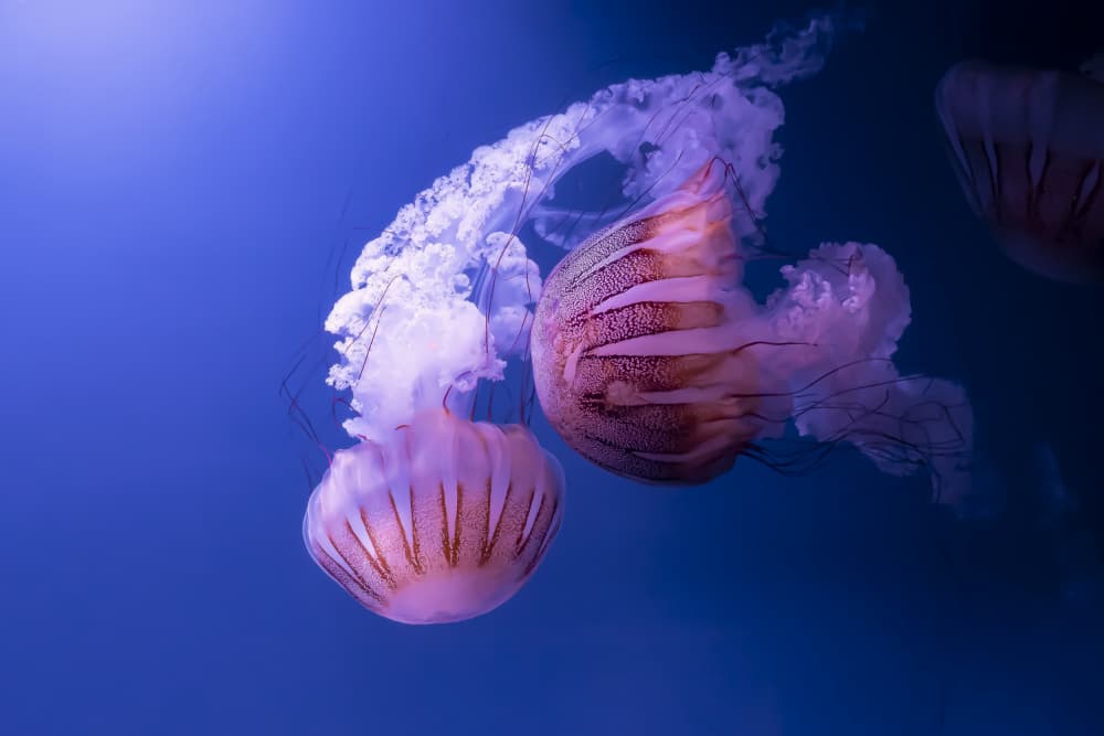 Ethereal Jellyfish Glow by Greetje van Son — canvas wall art