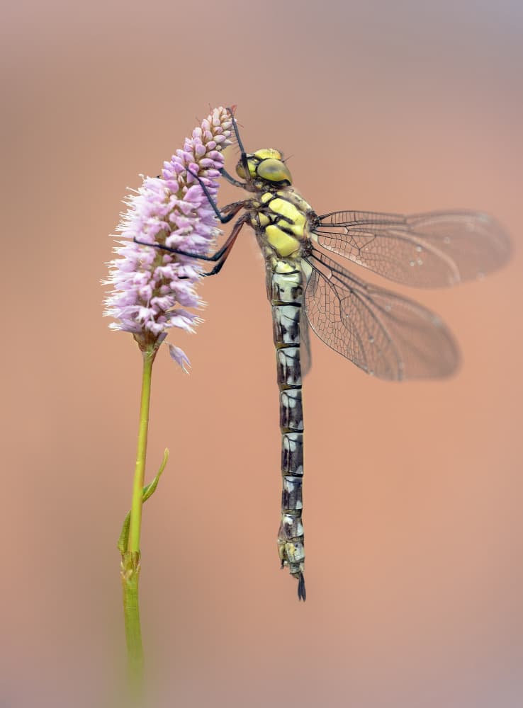 Dragonfly on Pink Blossom by Fabrizio Daminelli — canvas wall art