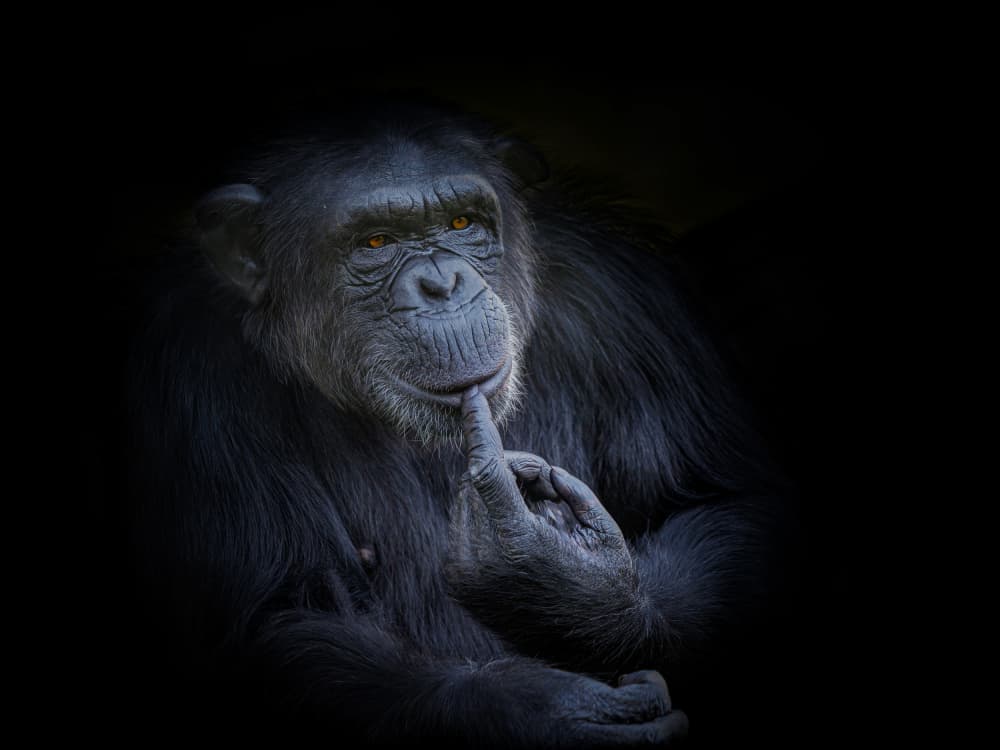 Pensive Chimp Portrait by Ilona Rosenkrancová — canvas wall art