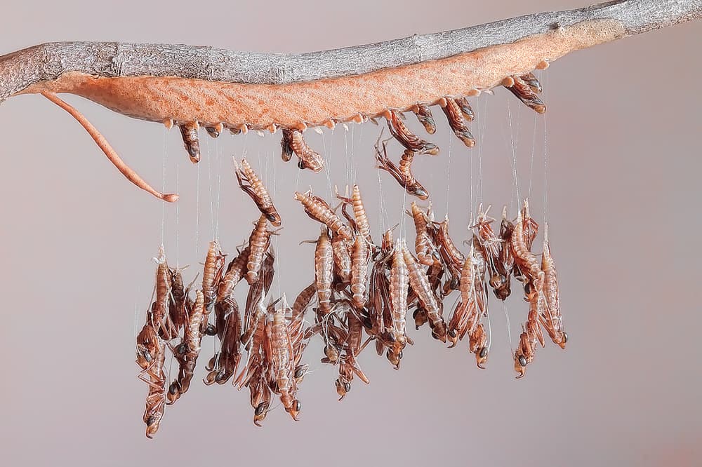 Hanging Insect Molts by Jimmy Hoffman — canvas wall art