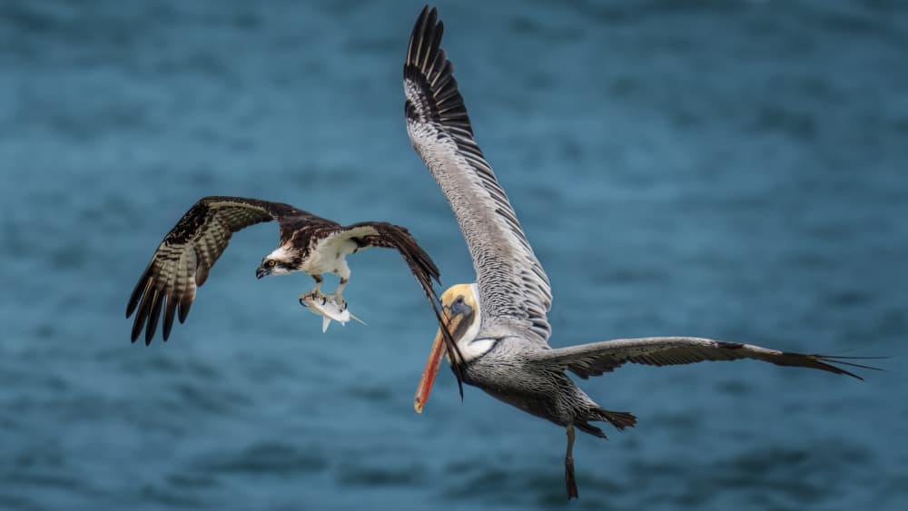 Osprey Pelican Ocean Fishing by Hanping Xiao — canvas wall art