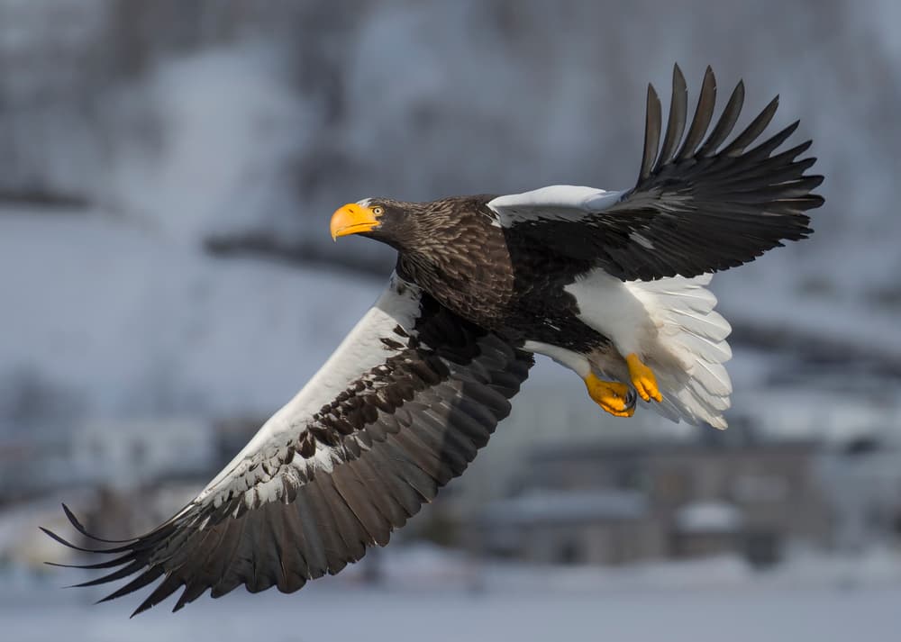 Steller's Sea Eagle Soaring by C.S. Tjandra — canvas wall art