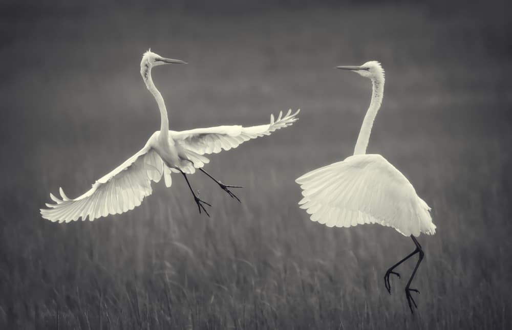Egrets in Flight by Xiaobing Tian — canvas wall art