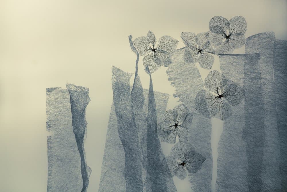 Translucent Floral Layers by Shihya Kowatari — canvas wall art