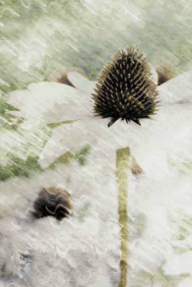 Dreamy White Coneflower by Christina Sillen — canvas wall art
