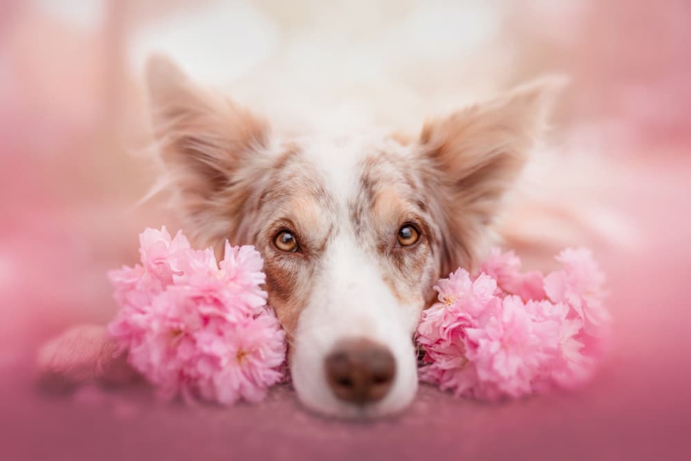 Spring Blossom Dog by Ve Shandor — canvas wall art