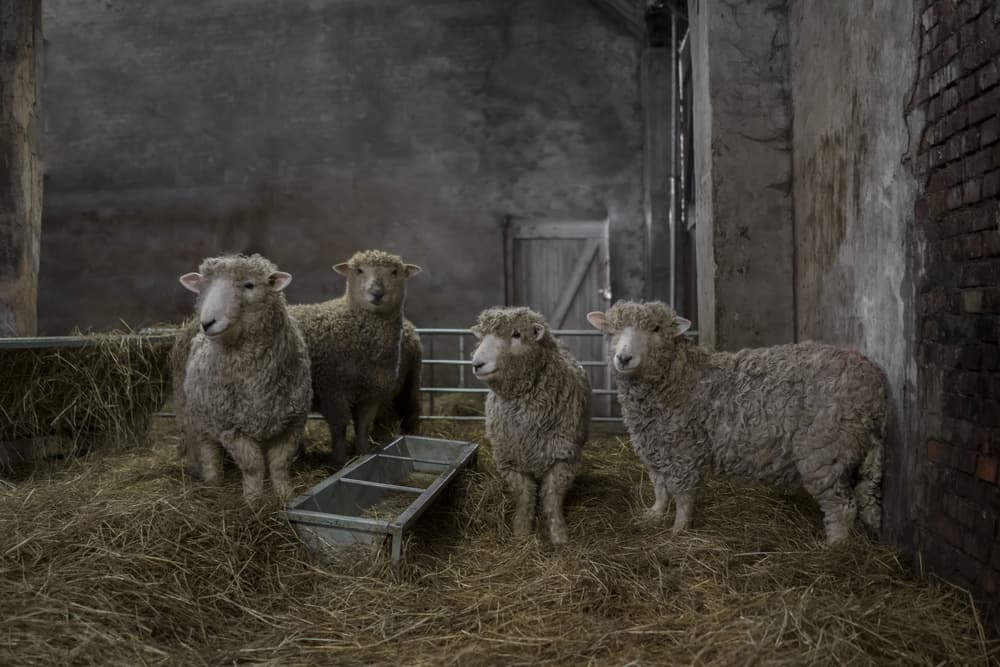 Rustic Barn Sheep by Gert van den Bosch — canvas wall art