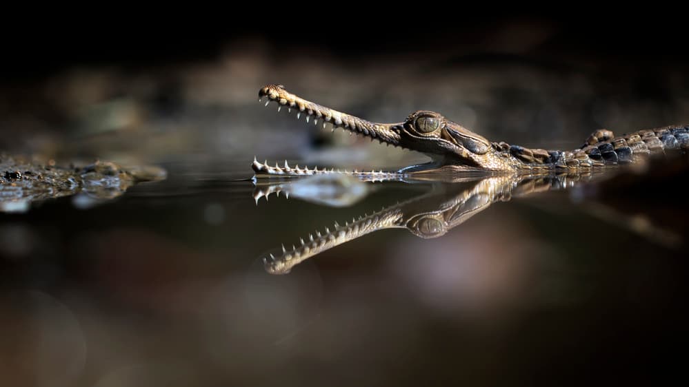Young Gharial Reflection by Fauzan Maududdin — canvas wall art