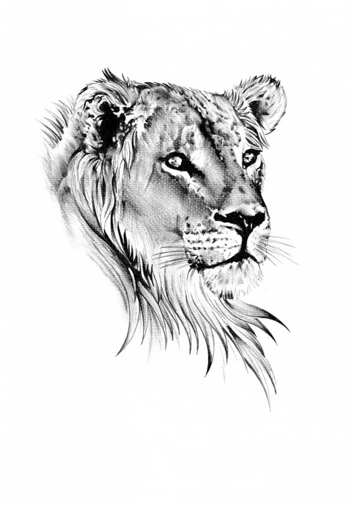 Majestic Lioness Gaze by Kulik — canvas wall art