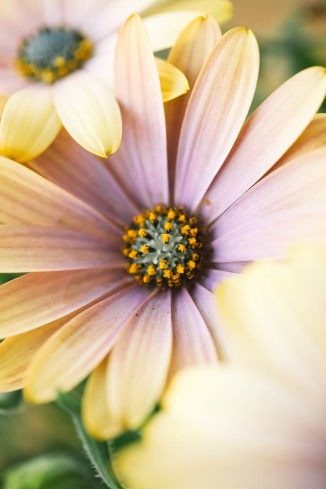 Pastel Daisy Bloom by Javier Pardina — canvas wall art