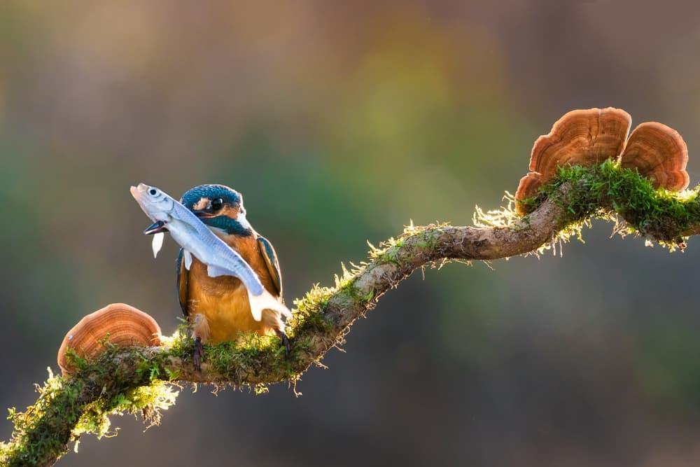 Kingfisher's Golden Catch by Petar Sabol — canvas wall art
