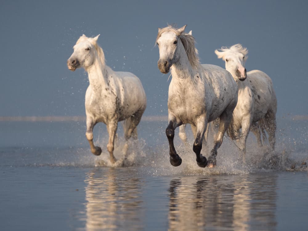 Wild White Horses Galloping by Rostovskiy Anton — canvas wall art