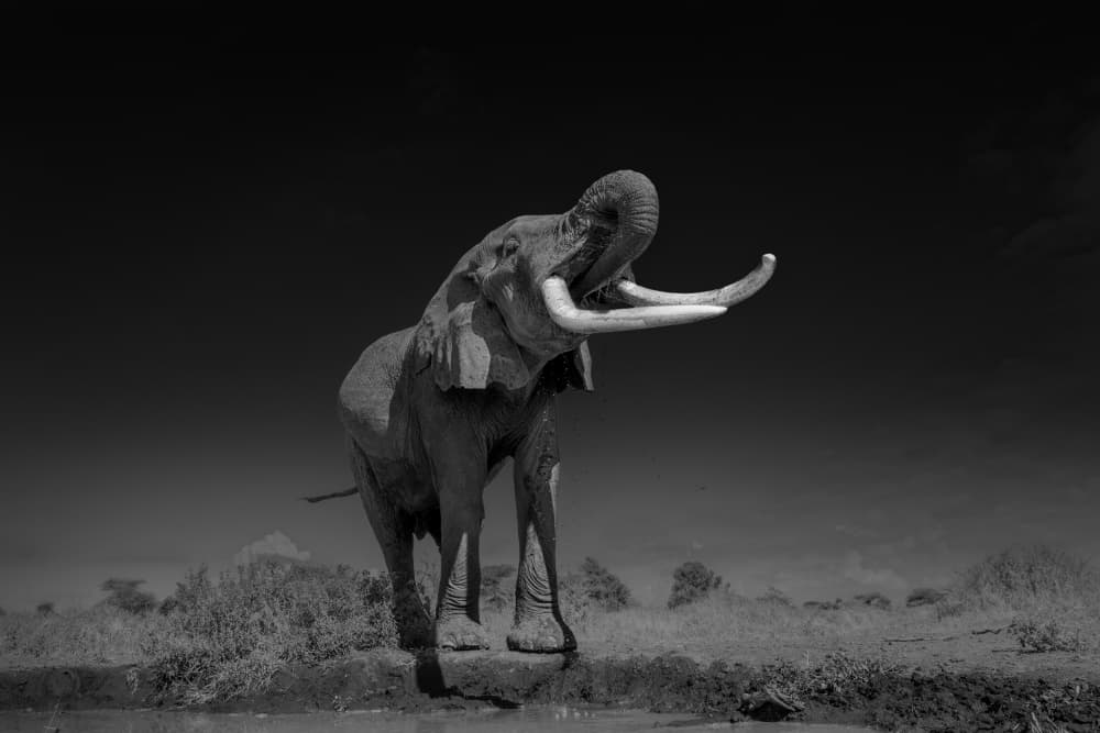 Powerful Elephant's Roar by MIN LI — canvas wall art