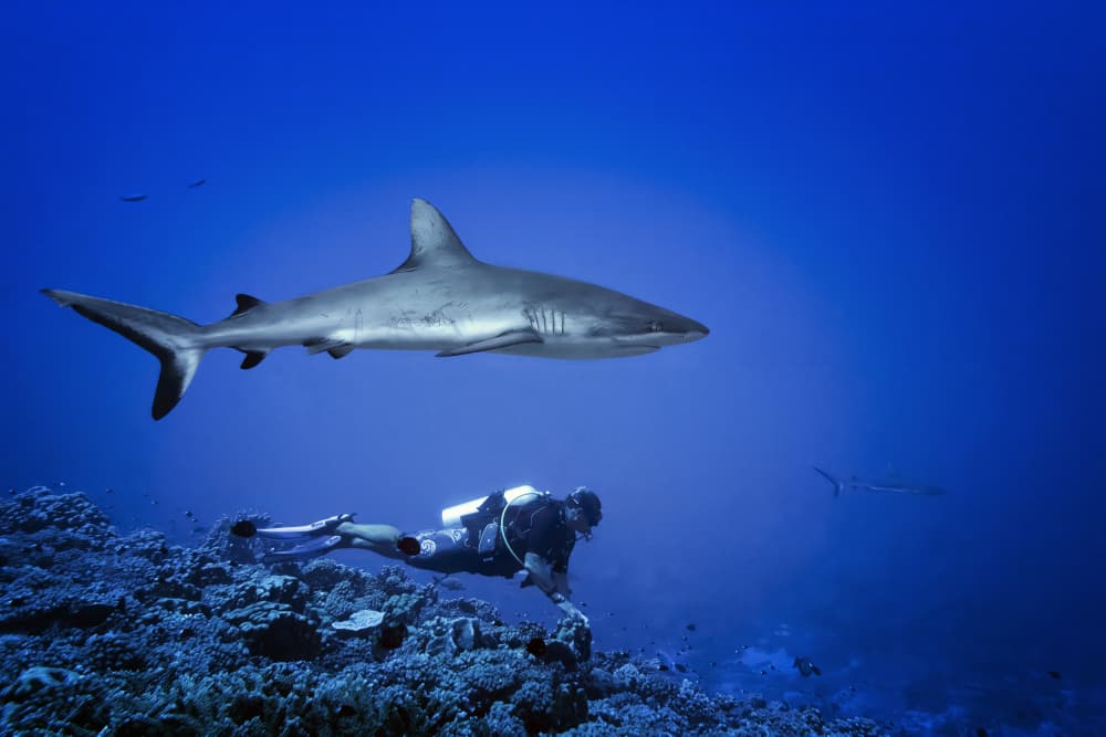 Underwater Shark Encounter by Mathilde Guillemot — canvas wall art