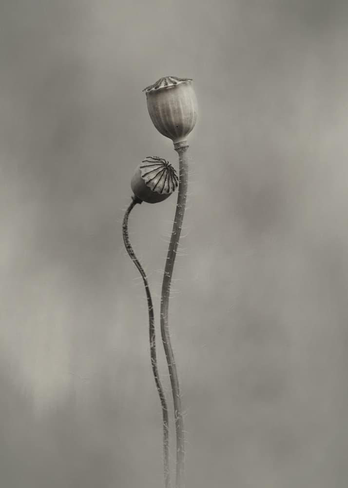 Graceful Poppy Pods by Lotte Grønkjær — canvas wall art