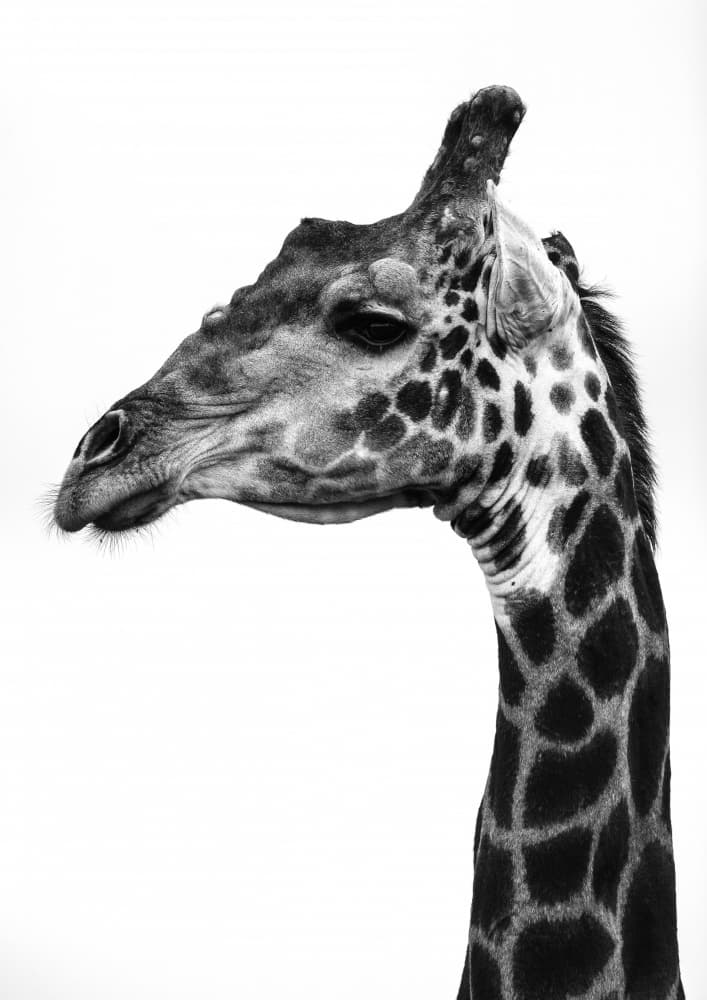 Intricate Patterns Of A Giraffe's Skin by Shot by Clint — canvas wall art
