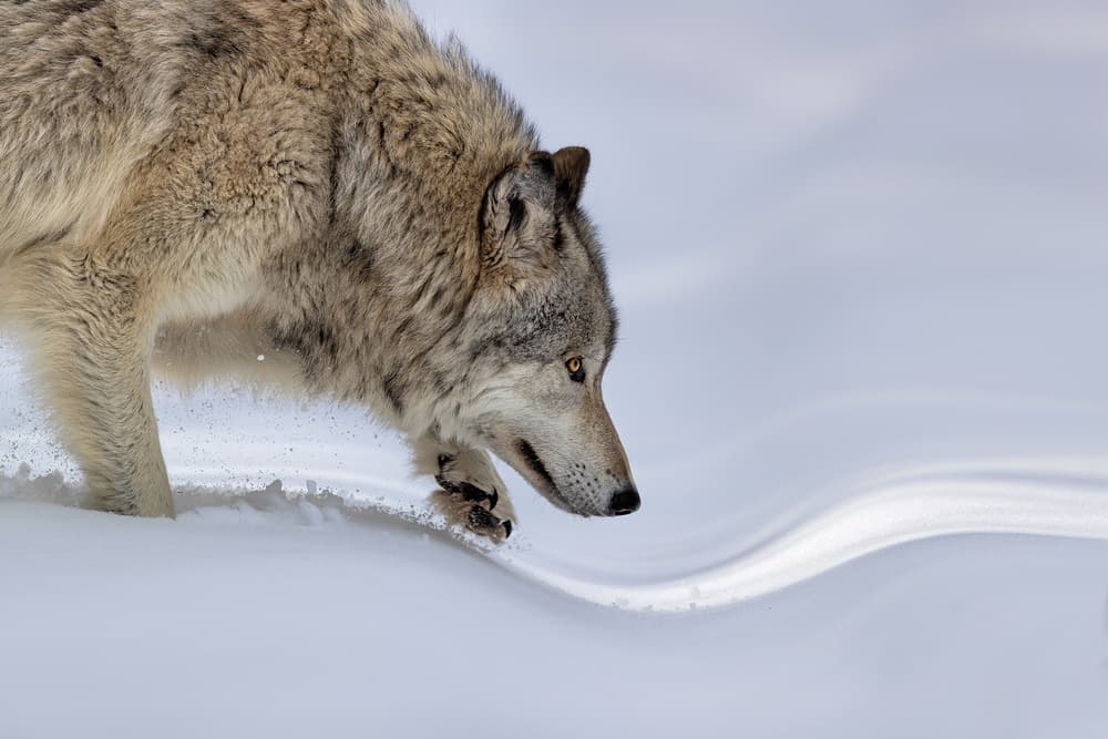 Focused Wolf In Snow by Jun Zuo — canvas wall art