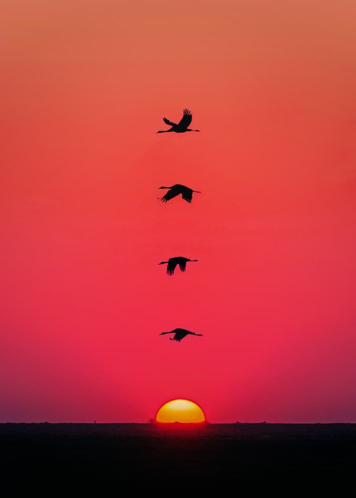 Golden Sunset Cranes by Ariz Rab — canvas wall art