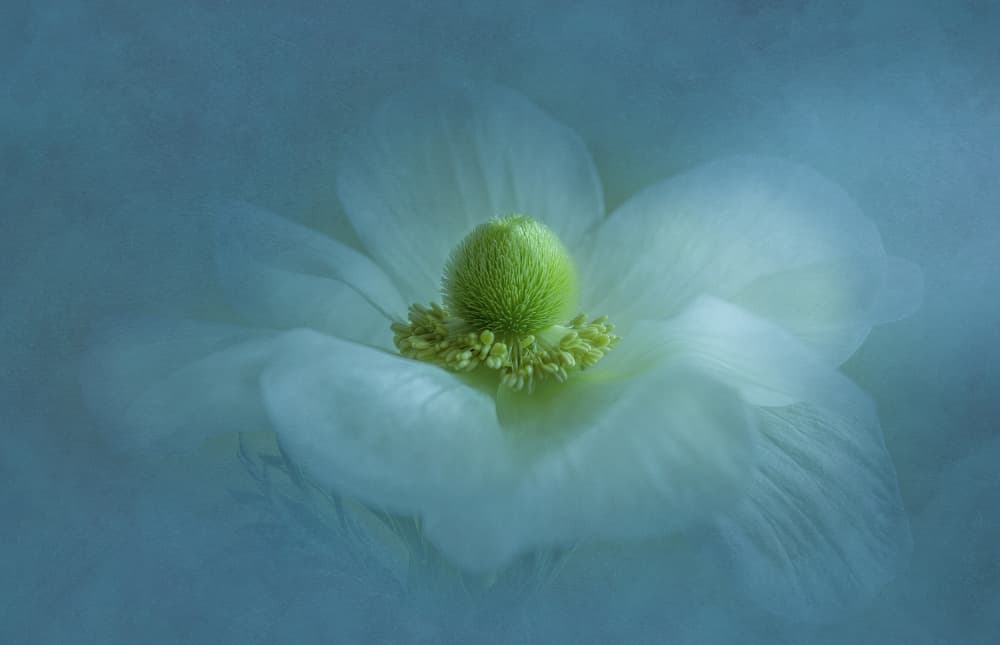 Ethereal White Bloom by Judy Tseng — canvas wall art