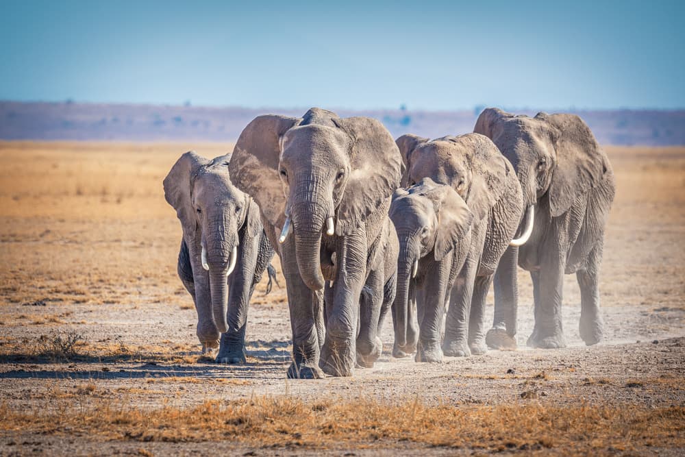 Elephant Herd Journey by Jeffrey C. Sink — canvas wall art
