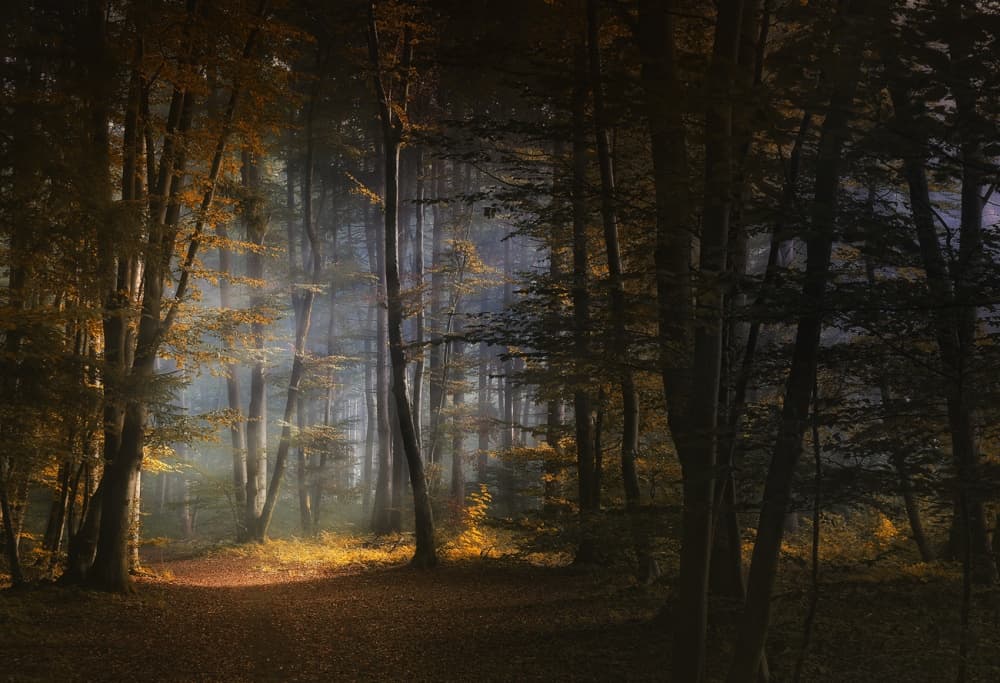 Golden Forest Path by Norbert Maier — canvas wall art
