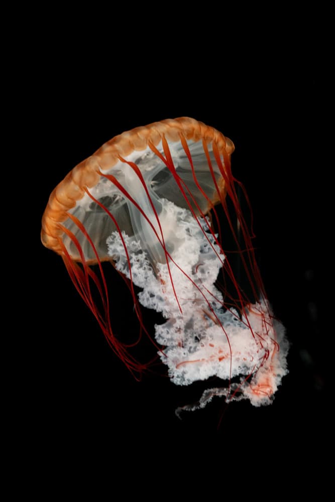 Glowing Orange Jellyfish by Kenta Tamura — canvas wall art