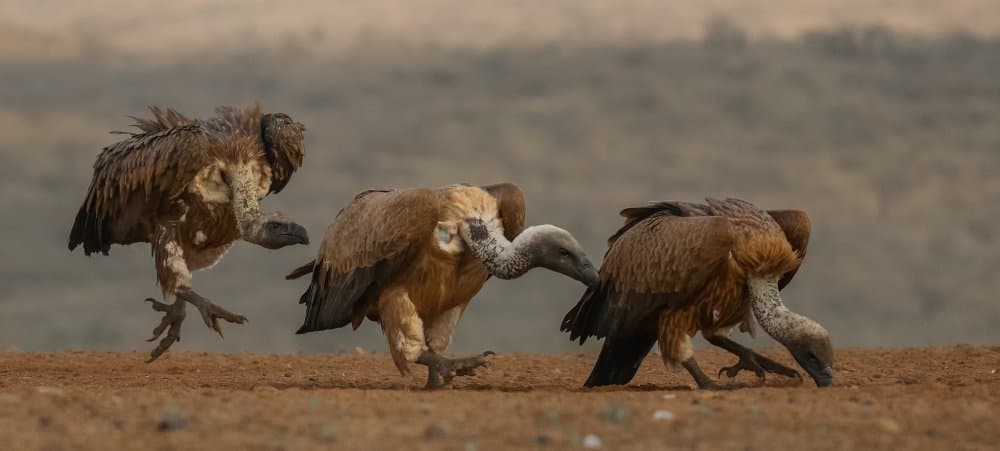 Wild Vultures Squabble by Peet van den Berg — canvas wall art