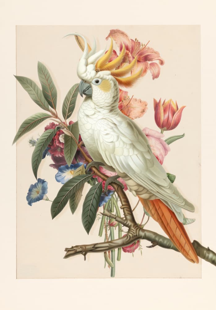 Crested Cockatoo Blooms by Marja van den Hurk — canvas wall art