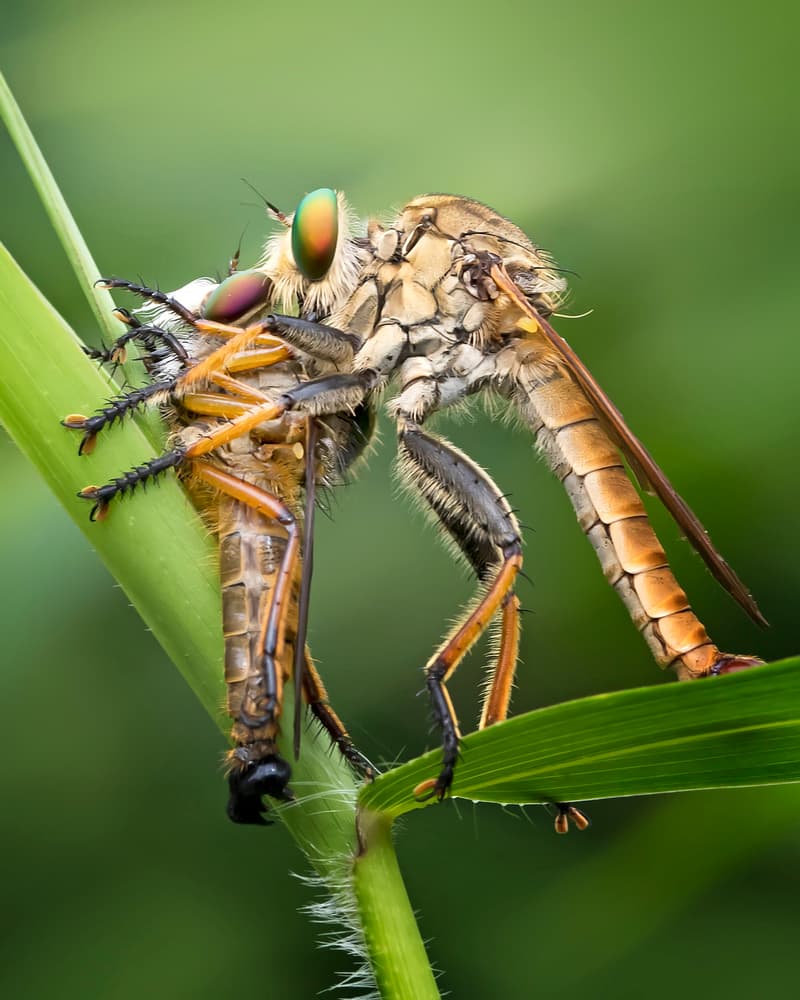 Robber Fly Predator by Fauzan Maududdin — canvas wall art