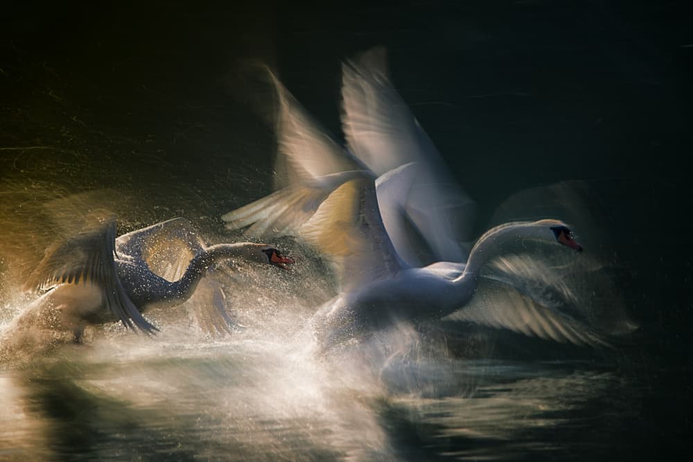 Swans In Dynamic Action by Milan Malovrh — canvas wall art