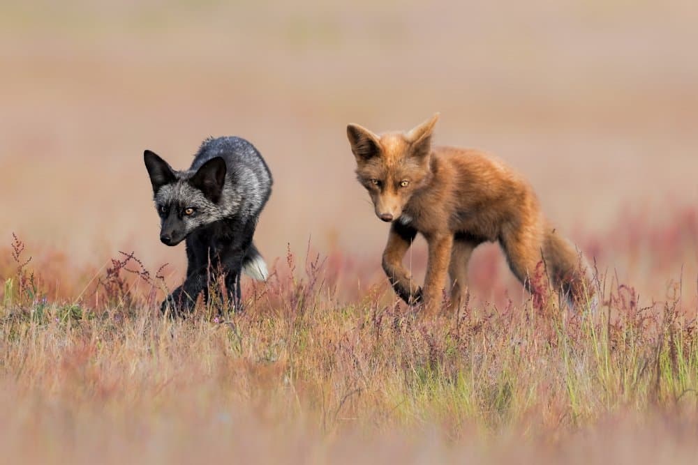 Two Foxes Walking by Jun Zuo — canvas wall art