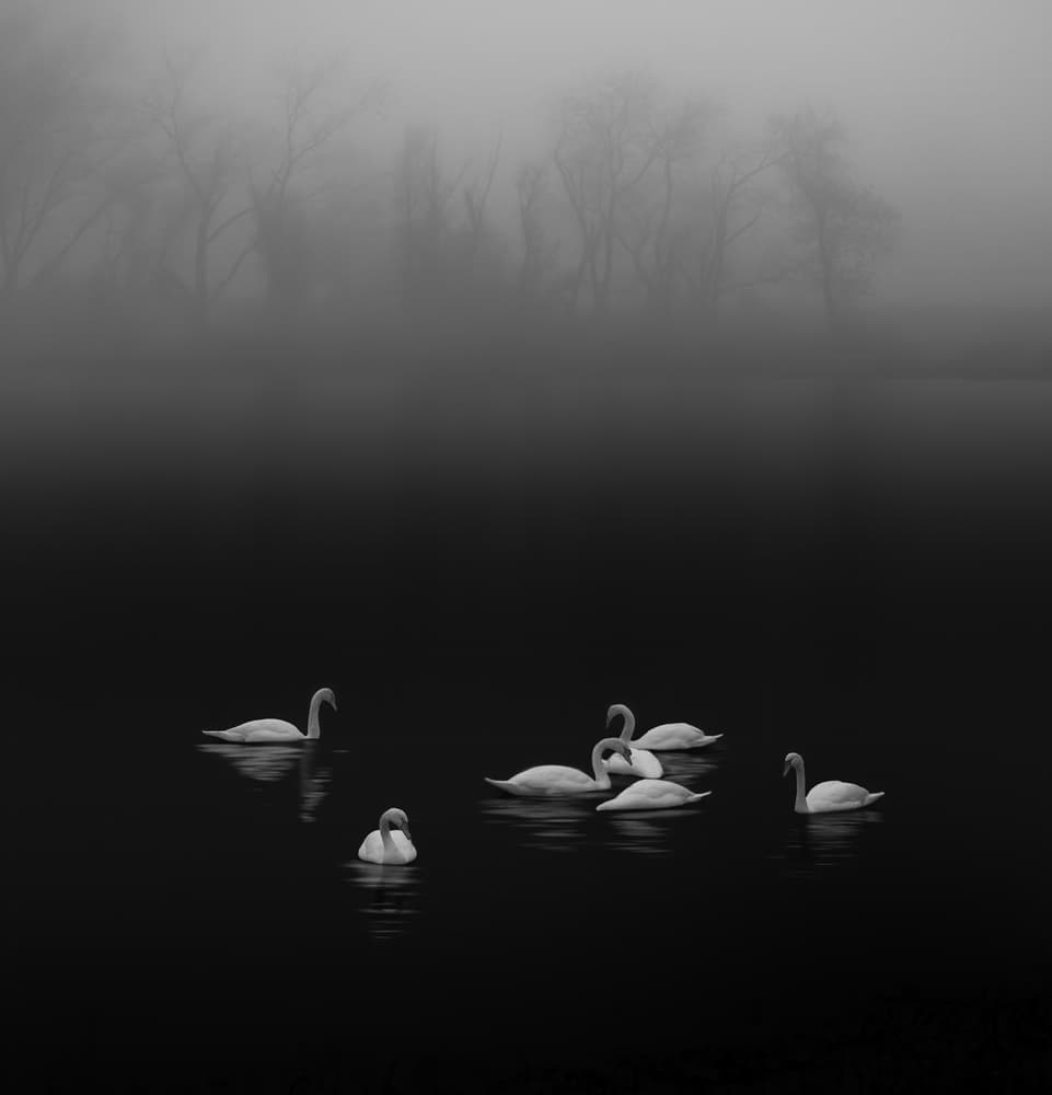 Serene Swans Mist by Judy Tseng — canvas wall art