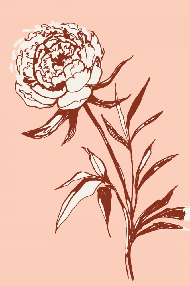 Blush Peony Drawing by Rosana Laiz Blursbyai — canvas wall art