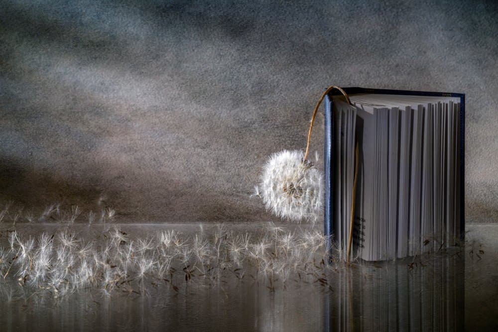 Dandelion Book Reflection by Igor Kopcev — canvas wall art