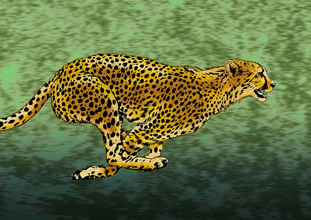Running Cheetah by Carlo Kaminski — canvas wall art