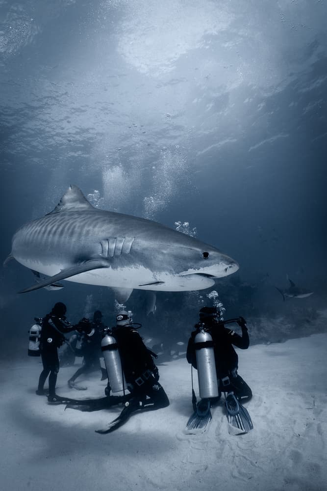 Majestic Tiger Shark by Jennifer Lu — canvas wall art