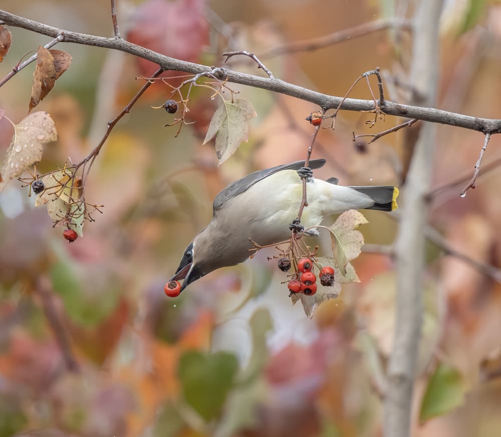 Cedar Waxwing Berries by Judy Tseng — canvas wall art