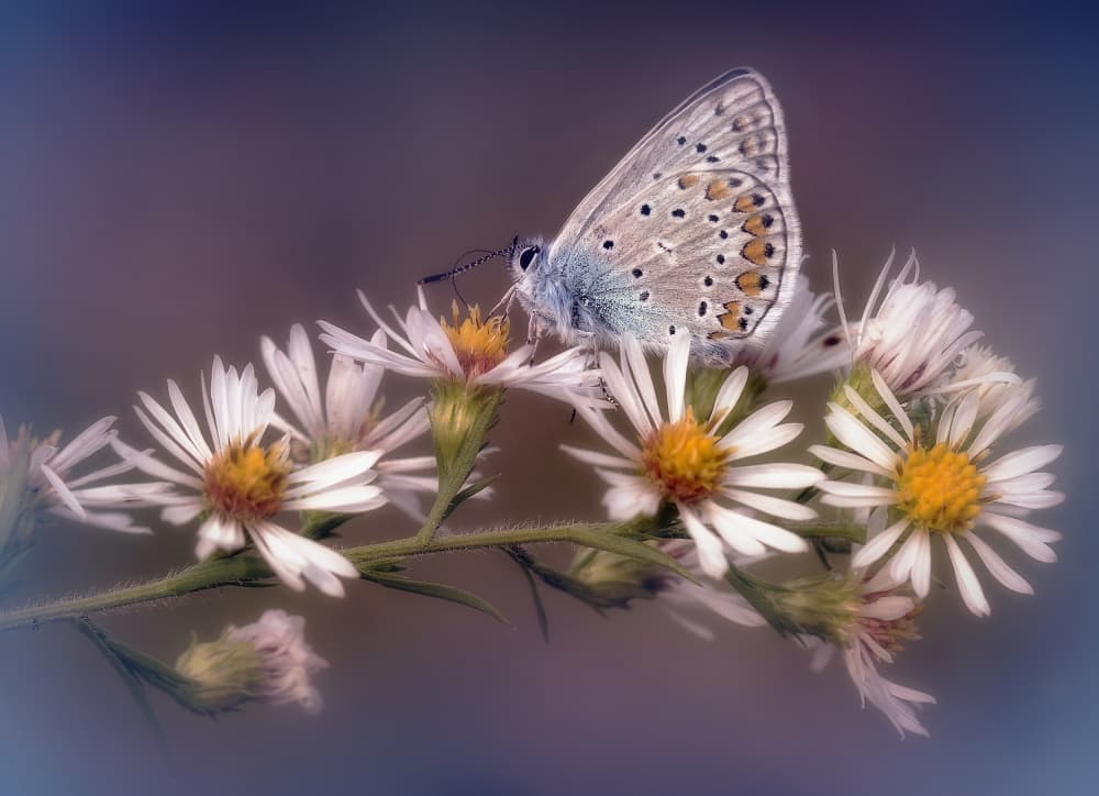 Blue Butterfly Blooms by Fabrizio Daminelli — canvas wall art