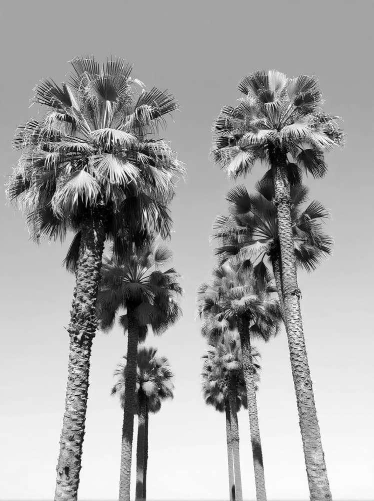 Towering Palm Trees by Josie George — canvas wall art
