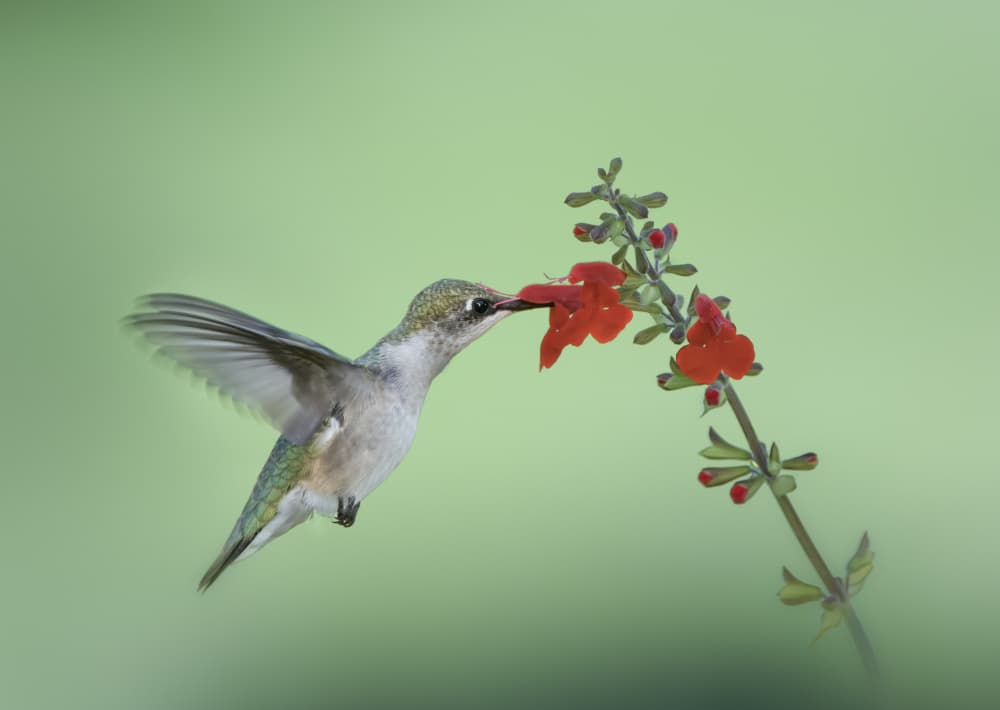 Hummingbird Feeding Flower by Hannah & Wei — canvas wall art