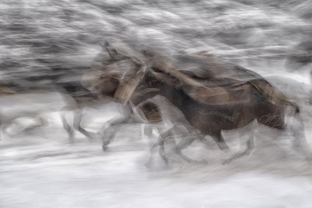 Dynamic Winter Horses by Milan Malovrh — canvas wall art