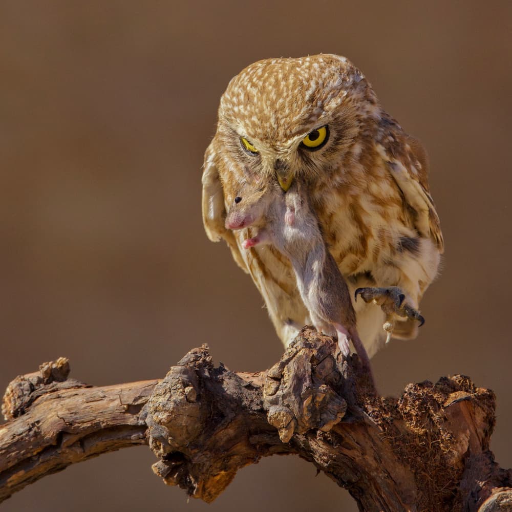 Little Owl's Catch by David Manusevich — canvas wall art