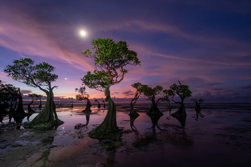 Coastal Mangrove Twilight by Sally Widjaja — canvas wall art