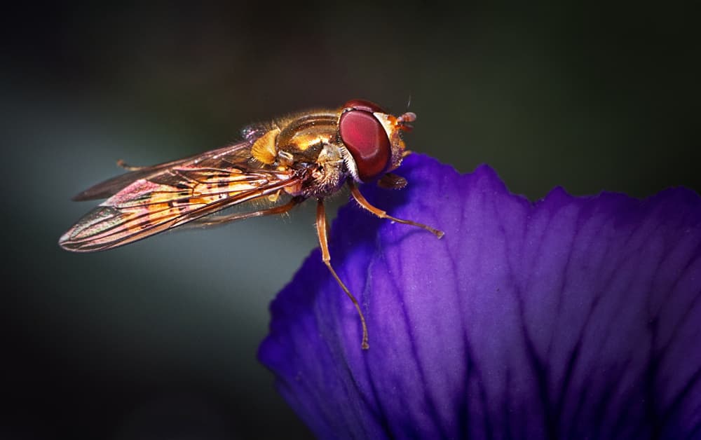 Golden Hoverfly on Purple by Peter Davidson — canvas wall art