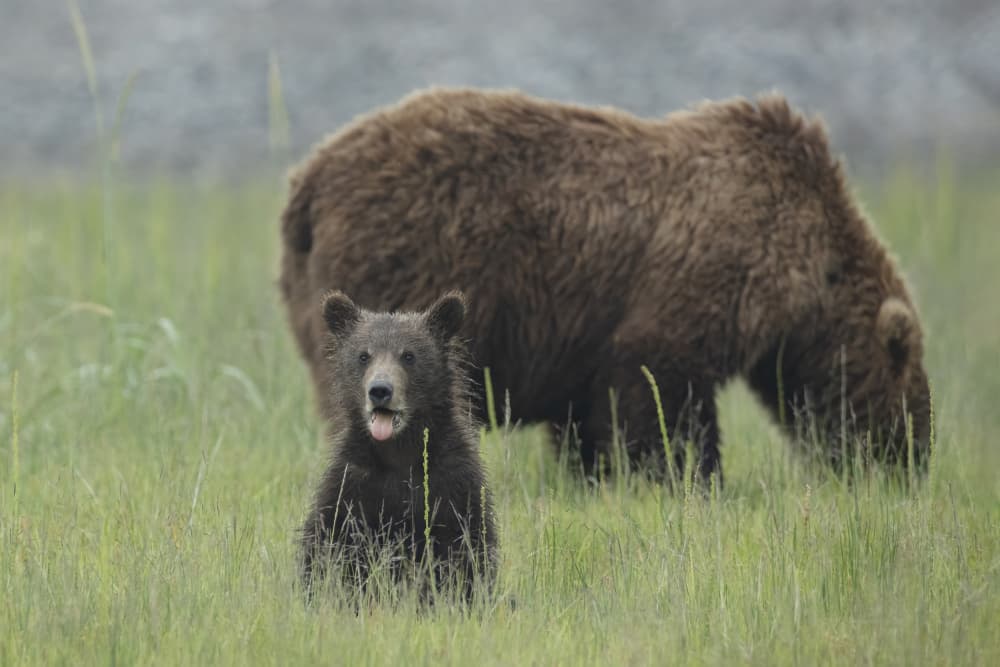 Grizzly Cub Tongue Out by Linda D Lester — canvas wall art