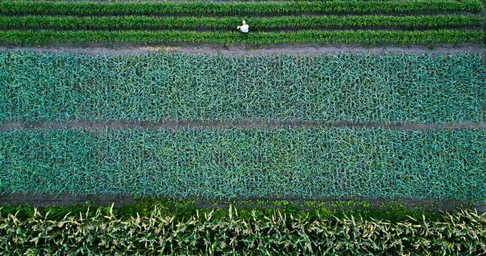 Green Fields Overhead by Zhou Chengzhou — canvas wall art