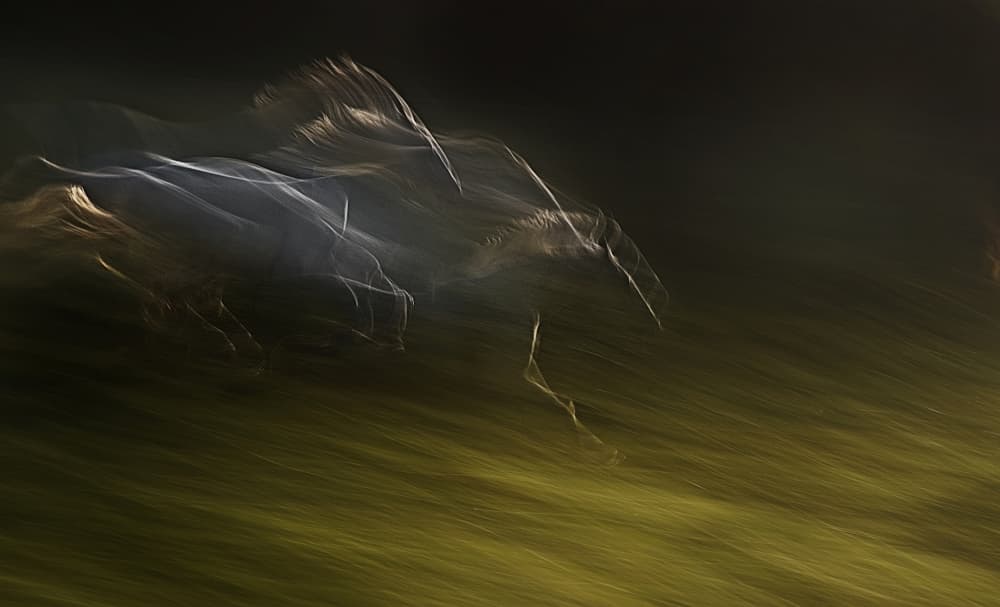 Galloping Horse Motion by Milan Malovrh — canvas wall art