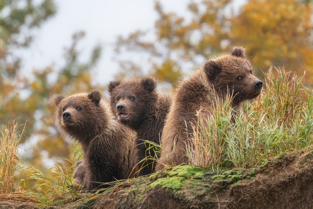Three Curious Bear Cubs by Siyu_Wei APA — canvas wall art
